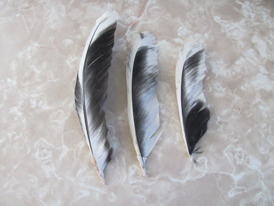 feathers from under wings of Black AM roo.JPG