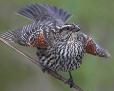 Red-winged_Blackbird_m17-67-643_l_1.jpg