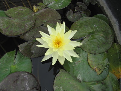 water lily sunrise.JPG