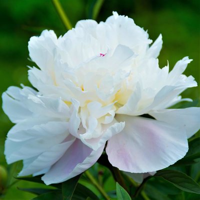 Peony_Officinalis_Alba_Plena.jpg