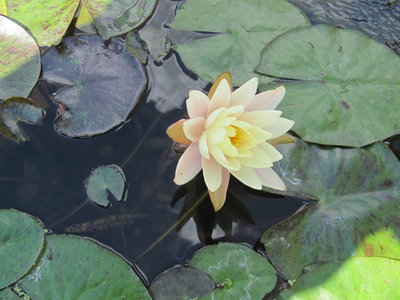 Grapefruit water lily.JPG