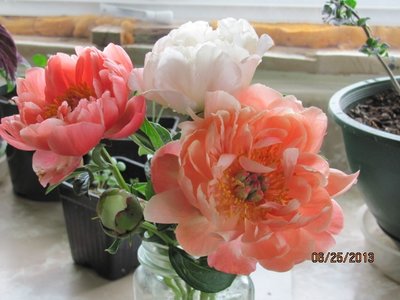 cut peonies.JPG