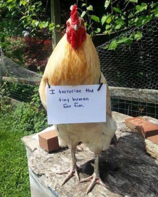 46913dc1ed7cb58c6c1ab01d8a3f844f.jpg (132.5 KiB) Viewed 1886 times The funny guy
