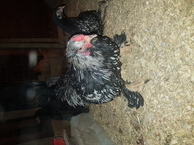 Silver Laced Brahmas - cockerel