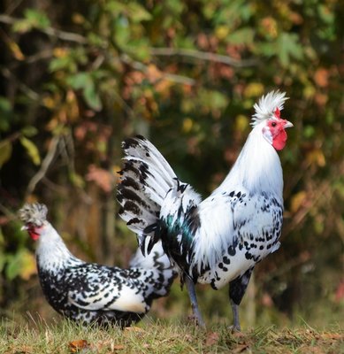 Silver spangled appenzeller spitzhauben