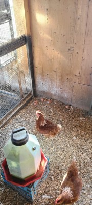 Rest of flock has to lay on floor as others won't get leave the nests