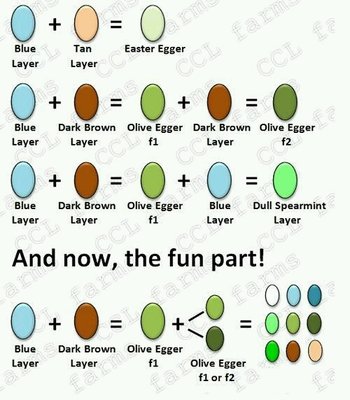 Egg colour chart
