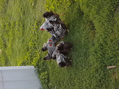 My Flock
