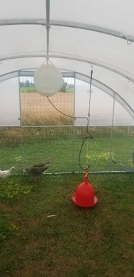 Gravity fed waterer