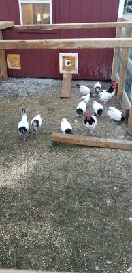 Silver lakenvelders, 20+ hens and 2 roosters