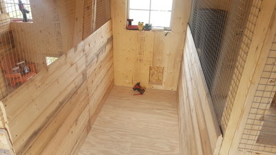 20180623_144609.jpg (2.65 MiB) Viewed 8653 times Center pen, the smallest of the 5 most likely will be the chick/grower pen