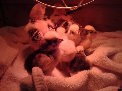 3 White Crested Blue and 2 Splash Polish cutenesses