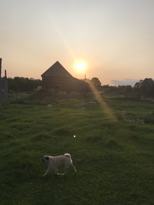 sundown on the farm