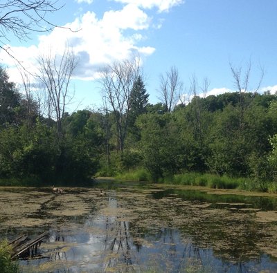 Recently deceased elm beside the pond (note the canada geese)