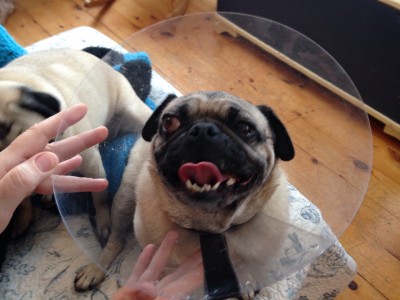 Jester's current pic