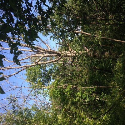 These are oaks i have yet to cut