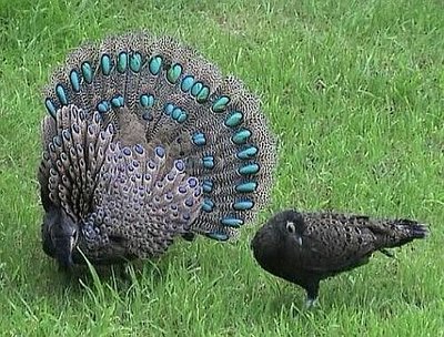 malaysian peacock pheasant