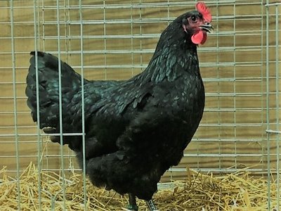 Australorp Female 2019 (2).jpg