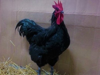 Australorp male 2019 (3).jpg