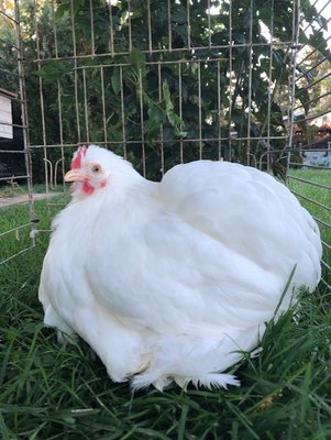 Cochin pullet .jpg