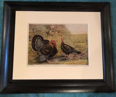 Bronze Turkeys Stahmer (2).jpg