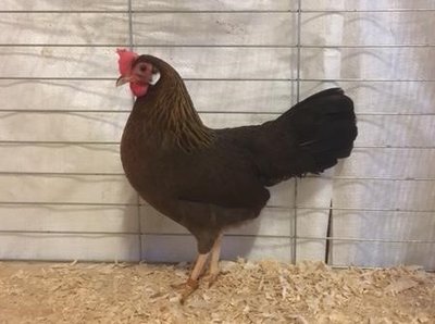 Leghorn Pullet OPB (2).JPG