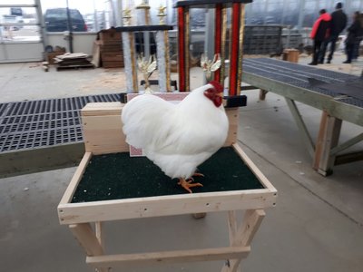 McCormick Sarnia 2017 Show Champion .jpg