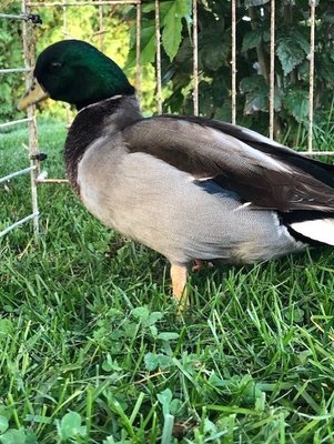 Call Duck Male 2019 (2).jpg