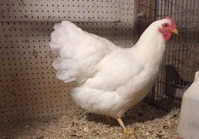 Rock Pullet Better pic (2).JPG