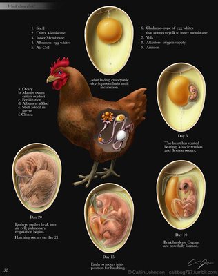chickens-illustrated-embryonic-life-cycle.jpg