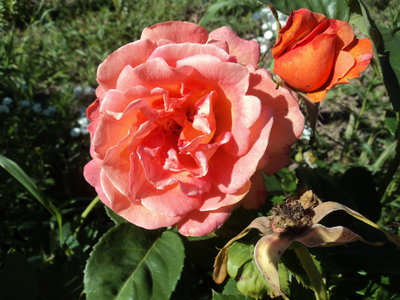 DSC00873.JPG