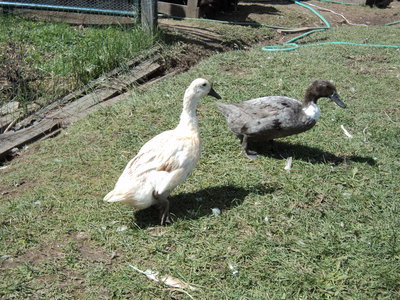 DSC00642.JPG