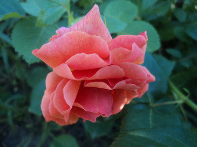 DSC00917.JPG