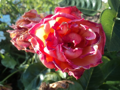 DSC00914.JPG