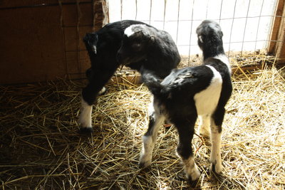 Purebred La Mancha buck kids