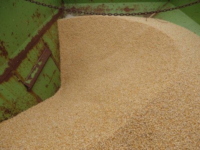 Our gravity wagon with Robust in it, a white butterfly variety.