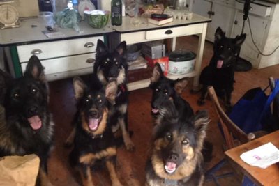 last weekend of a six-pack I lovied them all up and worked hard on training for the girls (2 in middle) for their new homes.