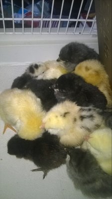 Easter Eggers and Seramas
