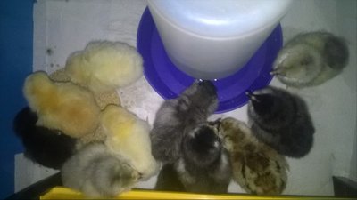 Araucana, Ameracauna and Isbar