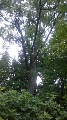 Edited_ImageEasyImageEditor_20160730_59.jpg
