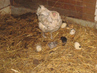 A Hunting We Will Go