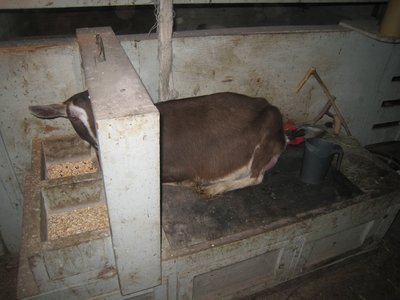 Laying down makes it way harder to milk