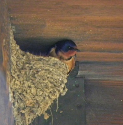 Barn Swallow on nest.jpg