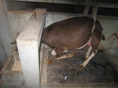 Block and tackle needs adjusted.