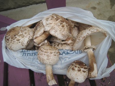 Parasol mushroom