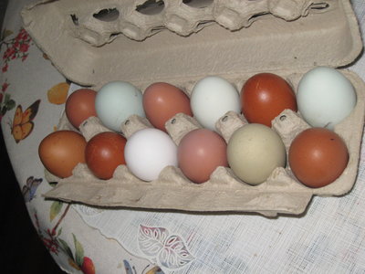 A dozen easter eggs.