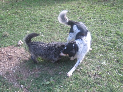 Lop and Ranger
