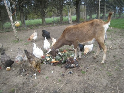 Accelerated compost