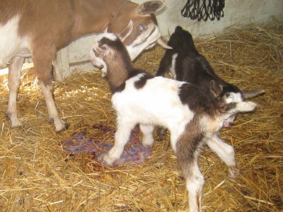 Hour old