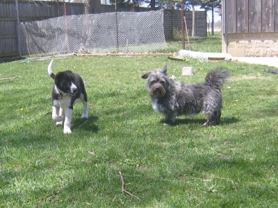 Lop and Buddzy